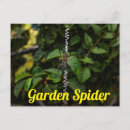 Search for spider web postcards Insect