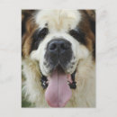 Search for st bernard postcards Saint
