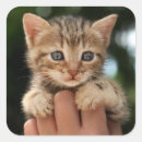 Search for baby kitten stickers Animal