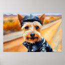 Search for silky posters Dog