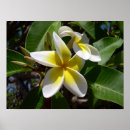 Search for frangipani art yellow