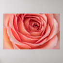 Search for orange blossom posters Bloom