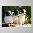 Search for papillons posters Cute