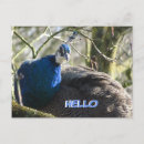 Search for blue peacock bird postcards Peafowl