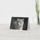 Search for snow leopard cards Animal