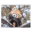 Search for red panda calendars Animal