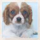 Search for cavalier king charles spaniel dog coasters Puppy