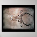 Search for antelopes posters Gazelle