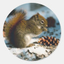 Search for christmas squirrel stickers Animals