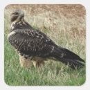 Search for hawk stickers Raptors