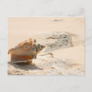 Search for sea shell postcards Shore