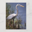 Search for greg postcards Wildlife