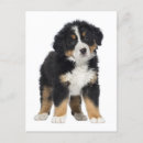 Search for mountain dog postcards Puppies