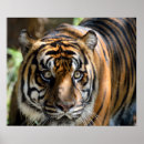 Search for sumatran posters Tiger
