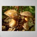 Search for edible mushrooms posters Fungus