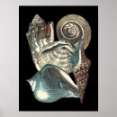 Search for seashell posters Shells