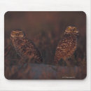 Search for burrowing mousepads Wildlife