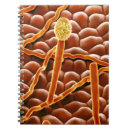 Search for electron micrography Colour effect