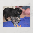 Search for watcher postcards Cat