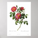 Search for pierre joseph redoute posters Rose