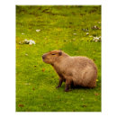 Search for capybara art Wildlife