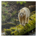 Search for bears tiles Forest