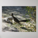 Search for roadrunner posters Bird