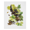 Search for audubon posters Birds of america