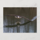 Search for eagle in flight postcards Wildlife