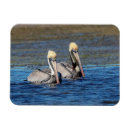 Search for seabird magnets Animal