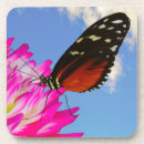 Search for butterfly coasters Vibrant