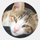 Search for tortoiseshell cat stickers Adorable