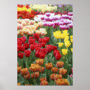 Search for keukenhof holland posters Europe