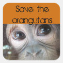 Search for orangutan stickers Animal