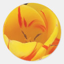 Search for yellow tulip stickers Beautiful
