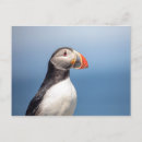 Search for atlantic puffin postcards Animal