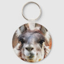 Search for peru photography Llama
