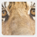 Search for eye of the tiger stickers India