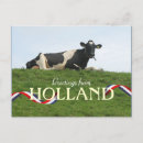 Search for cows postcards Landscape