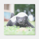 Search for honey badgers magnets Wildlife