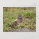 Search for stretch postcards Wildlife