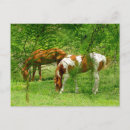 Search for equines postcards Horse lovers