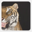 Search for tiger close up stickers Wildlife