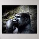 Search for silverback gorilla posters Nature