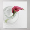Search for cala lilly Lillies