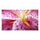Search for stargazer lily art Floral
