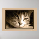 Search for missing cat posters Kawaii