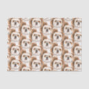 Search for shihtzu Cute