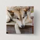 Search for sled badges Alaska