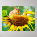 Search for chipmunks posters Rodent